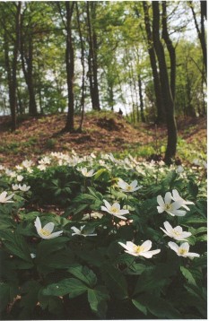 Fioritura di anemoni nel parco forestale